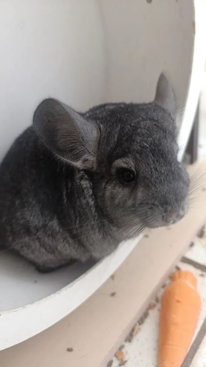 Chinchila filhote ,5 meses - Foto 5