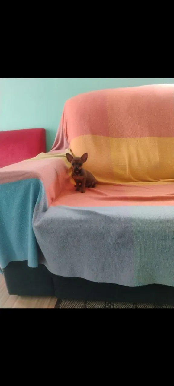 Lindo filhote de Pinscher