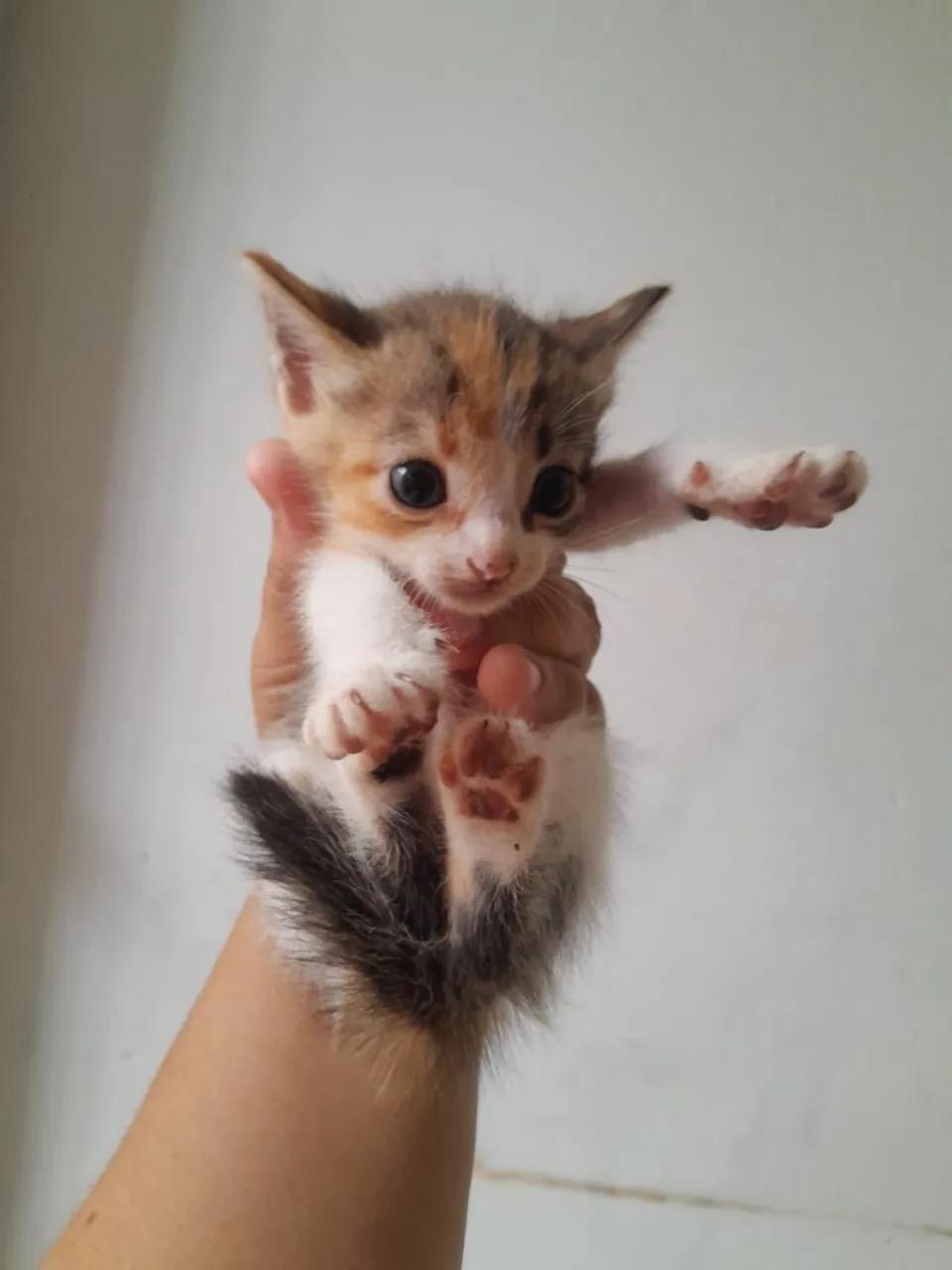 Gatinho filhote tricolor para adoção