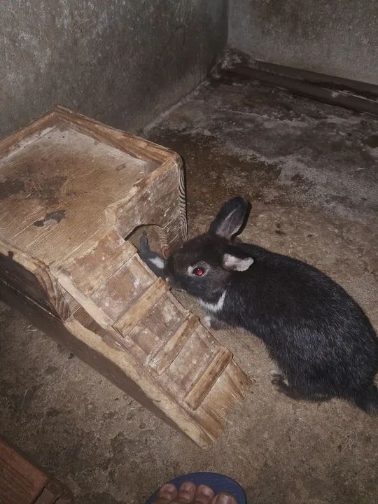 *OFERTA FILHOTES DE MINI COELHO 