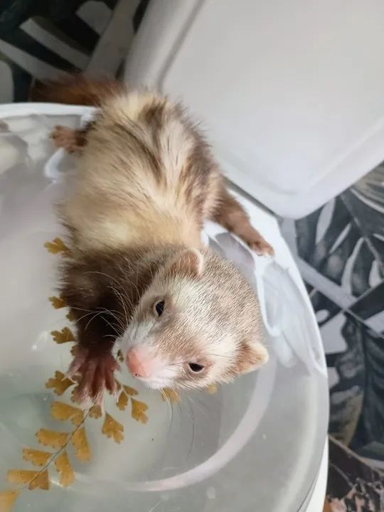 VENDO FURÃO (FERRET) - Foto 4