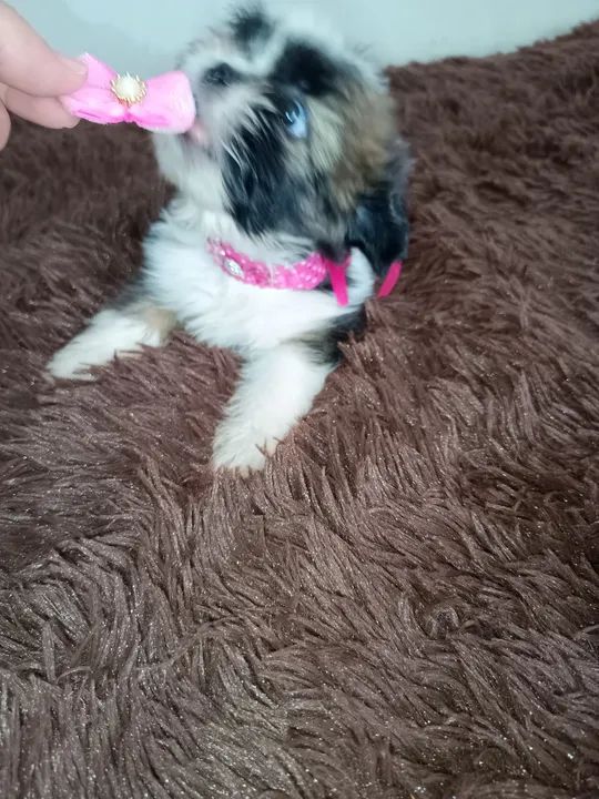 Feminha shih Tzu  - Foto 3
