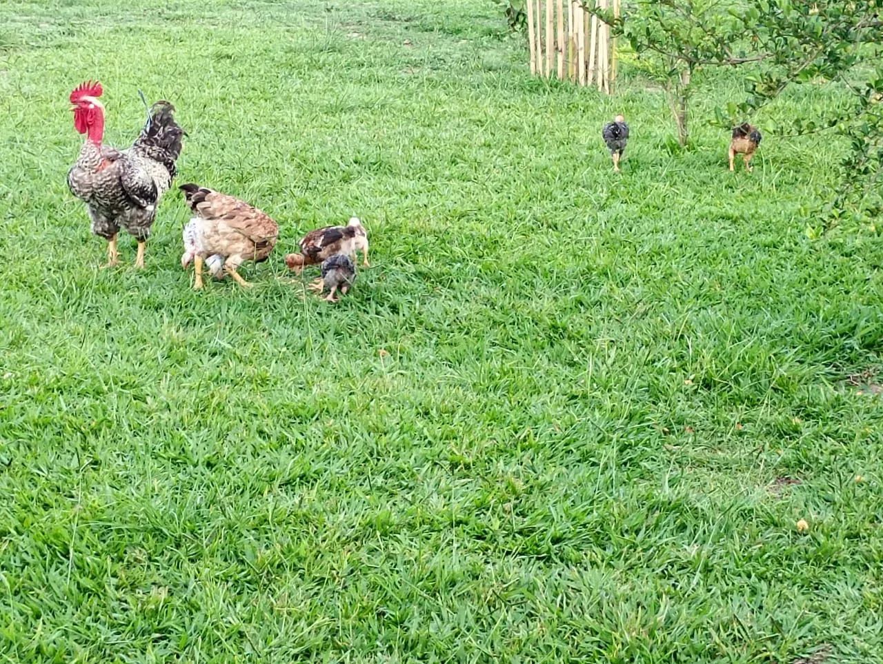 Frangos caipiras e pescoço pelado - Foto 6