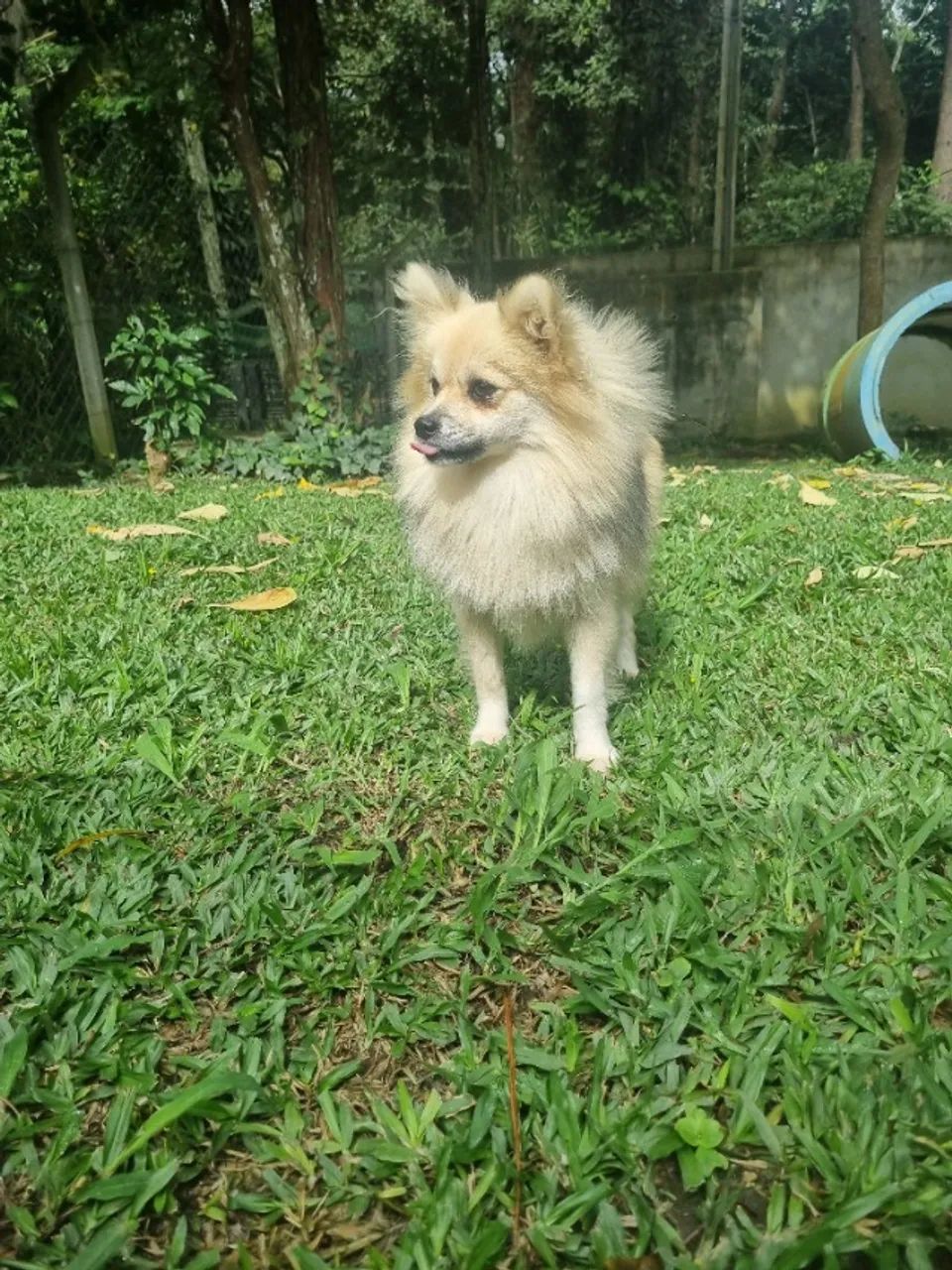 Spitz Alemão fêmea 9 meses - Foto 3
