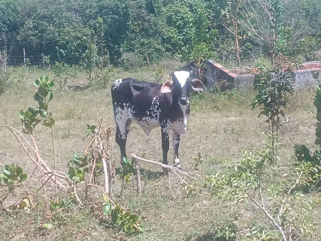 Novilha de 2 anos que nunca pariu