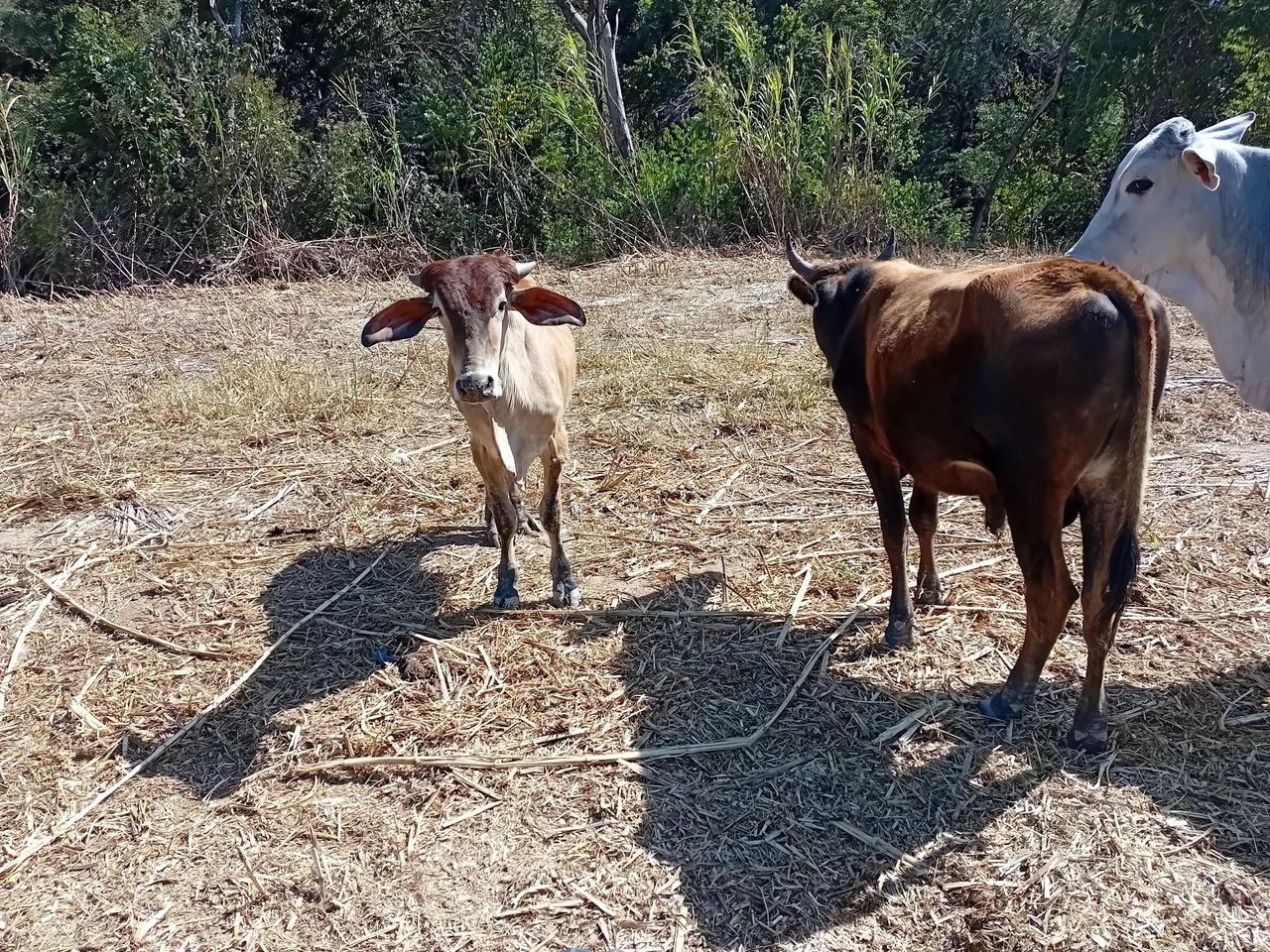 Garrotinhos  - Foto 3