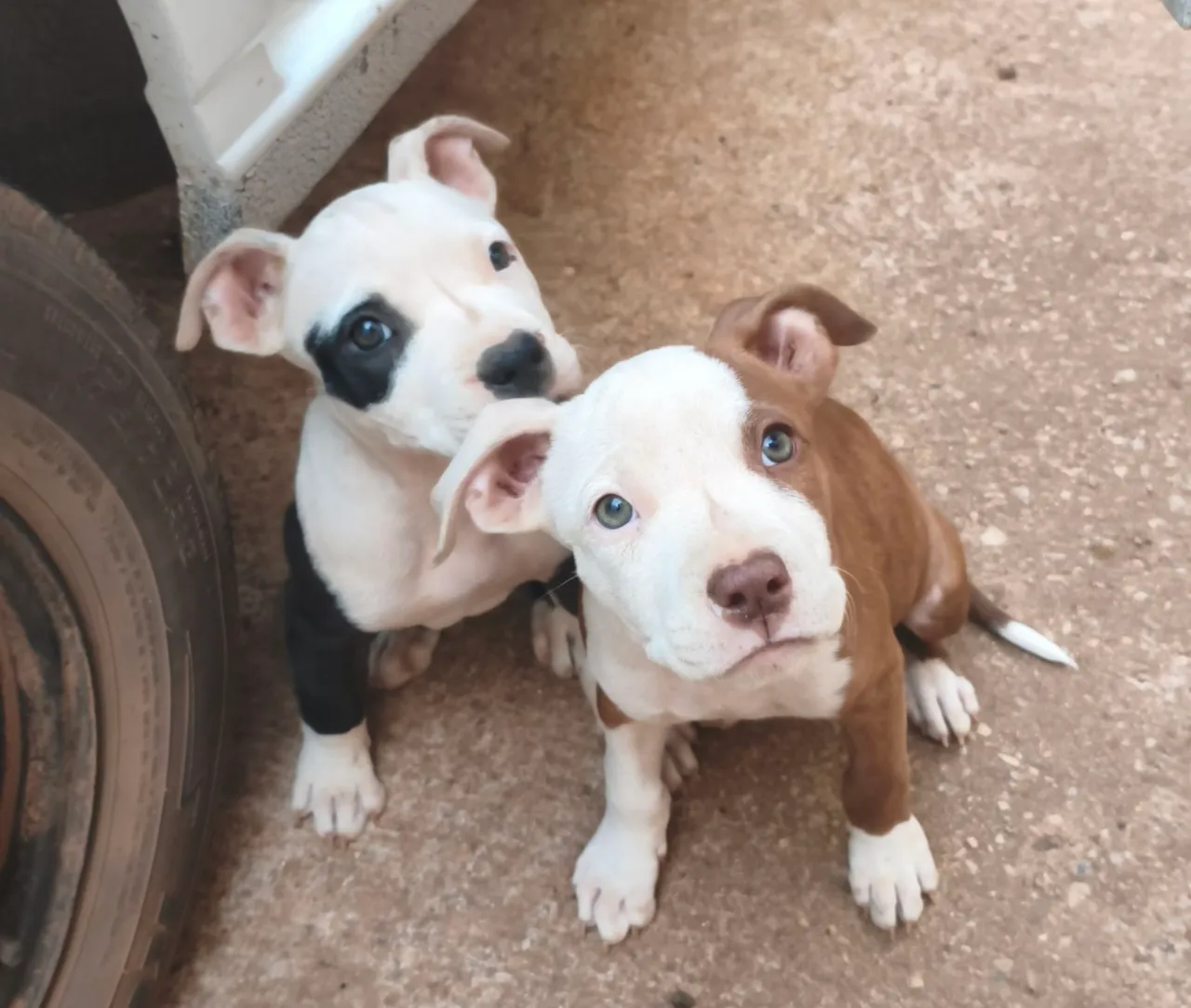 Filhotes de Pitbull para venda