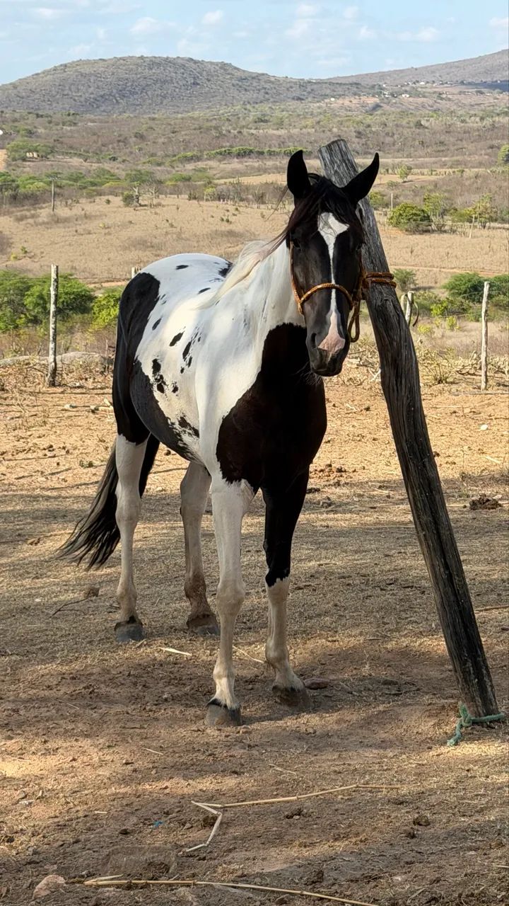 Cavalo Mangalarga  - Foto 5