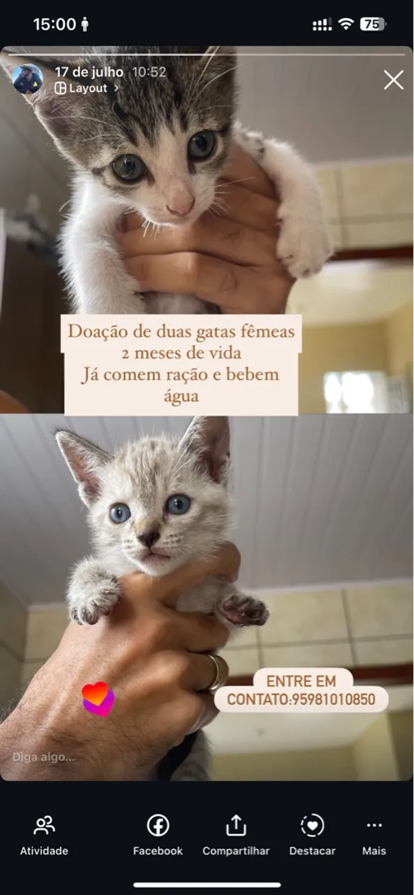 Doação de Gatinhas Fêmeas