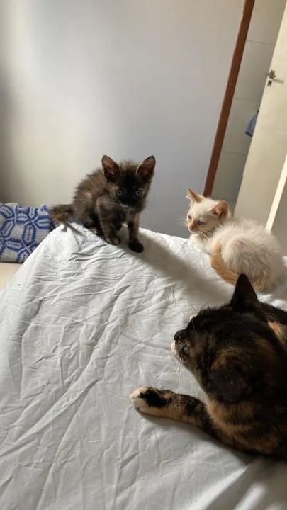 Quatro gatinhos fofinhos para adoção - Foto 2