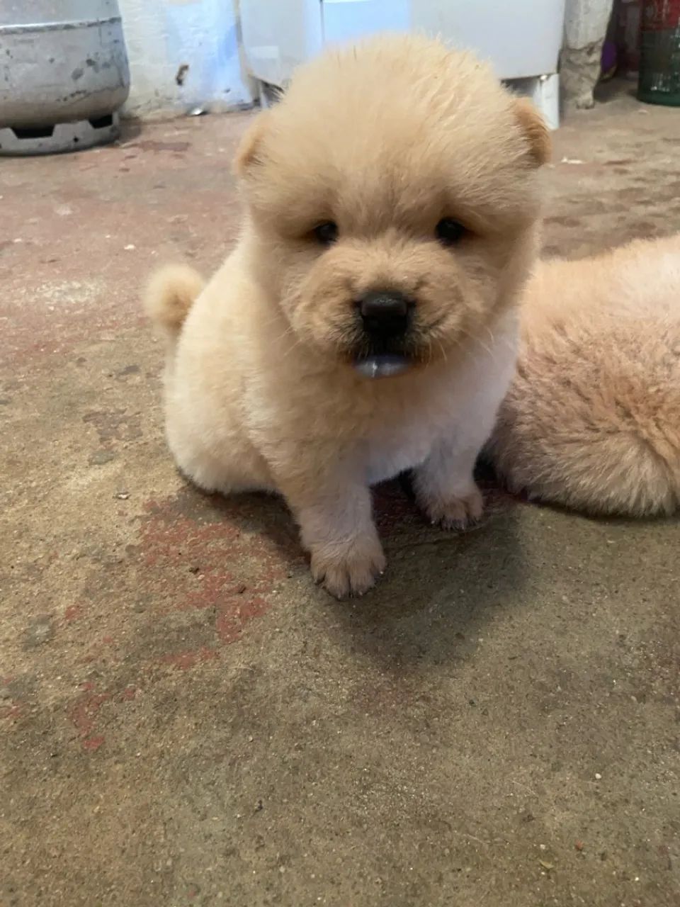 Filhote de chow chow 