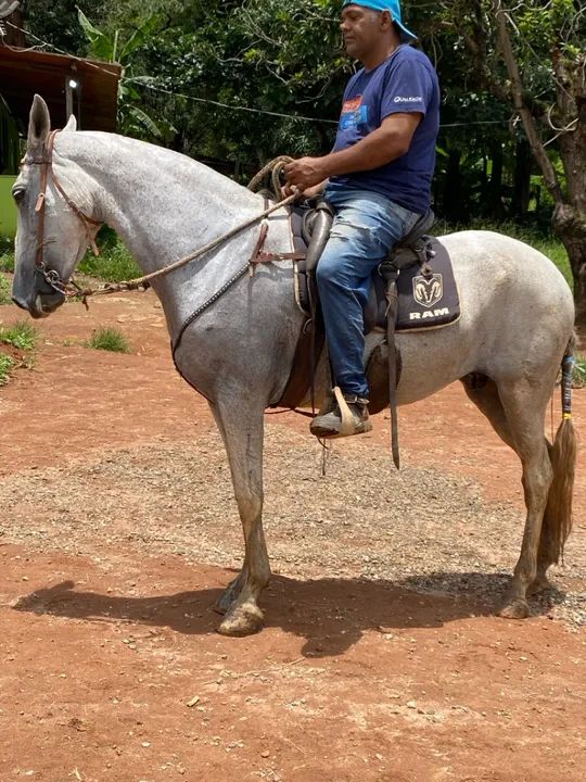 Cavalo - egua (marcha picada) 