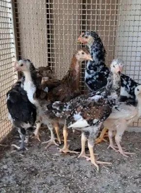 Vende Frango caipira e Pintinhos e Franguinhos mini cochin, mini cornish e balão - Foto 2