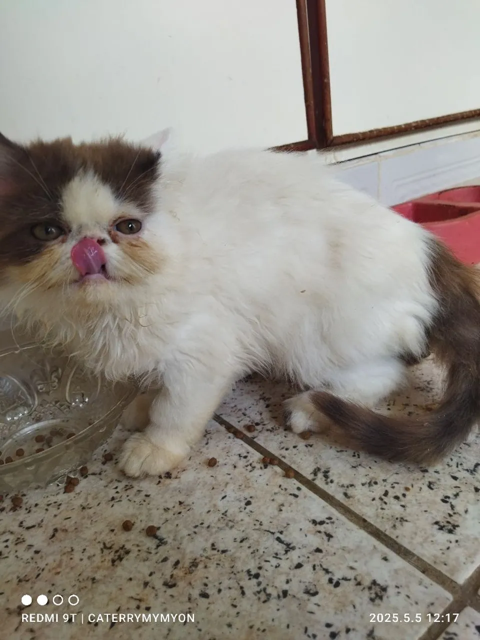 Gatinho Persa - macho perfeito já treinando a montar ,Lindo e Carinhoso