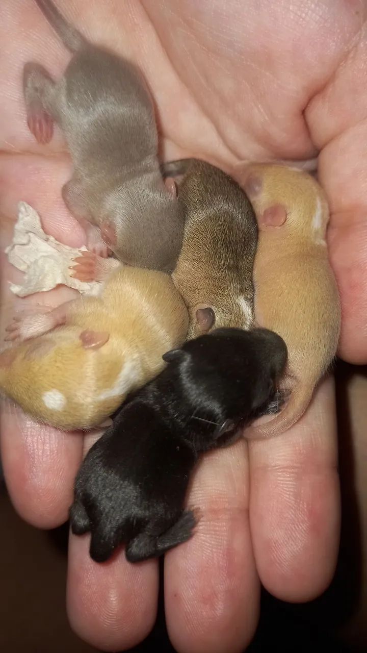 Gerbil / Esquilo da mongólia !