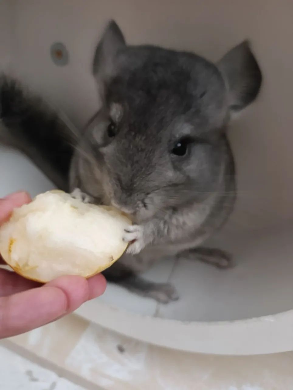 Chinchila filhote ,5 meses
