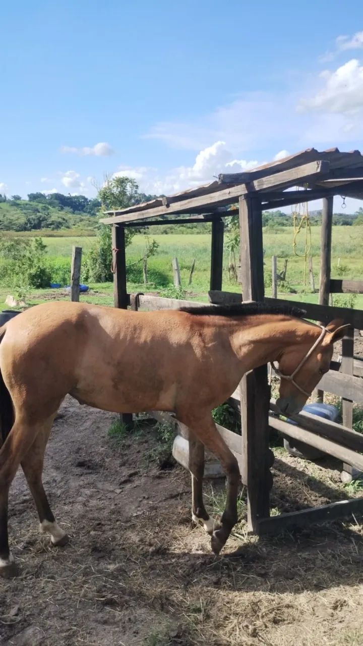 Potra Argentina  - Foto 4