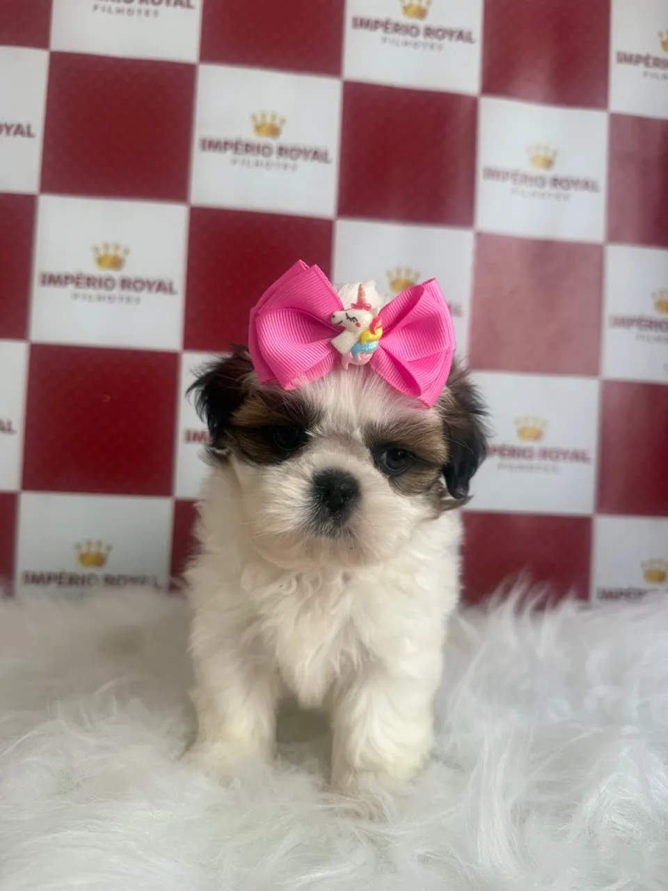 Filhote Shih Tzu Fêmea e Machinho! Entregamos