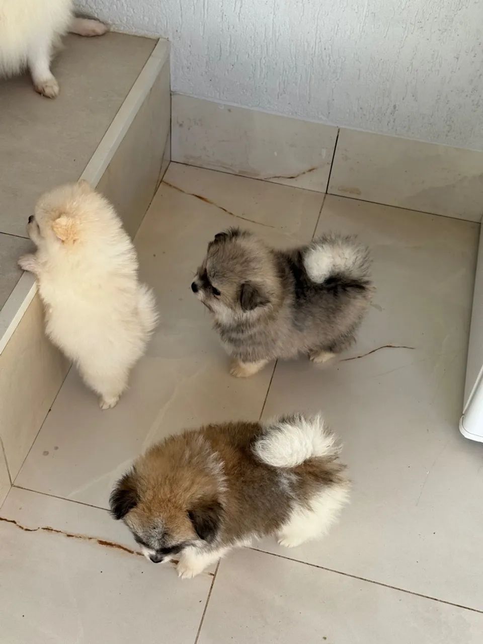 Filhotes Spitz Alemão - Uma fofura irresistível! - Foto 2