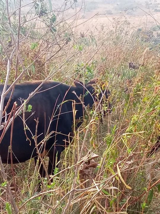 Vacas a venda - Foto 2