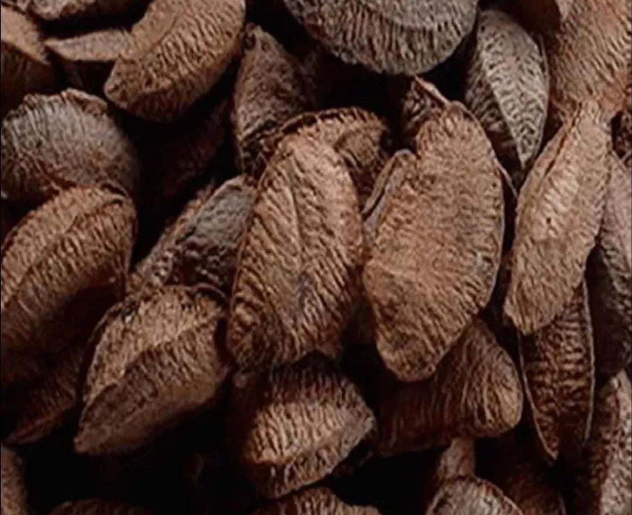 Castanha novas e graúdas 