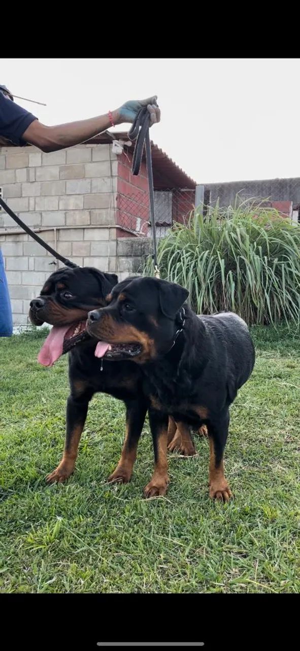 Filhote de rottweiler  - Foto 3