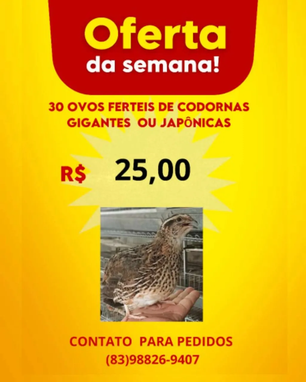 30 Ovos Férteis de Codornas Gigantes ou Japônicas - R$ 25,00