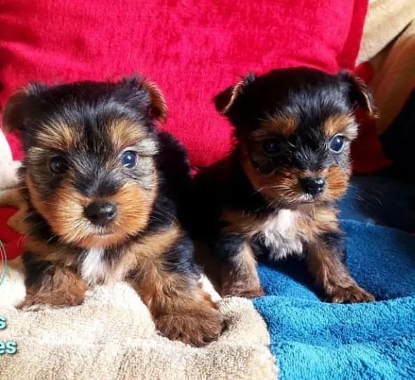 yorkshire-verdadeira lealdade