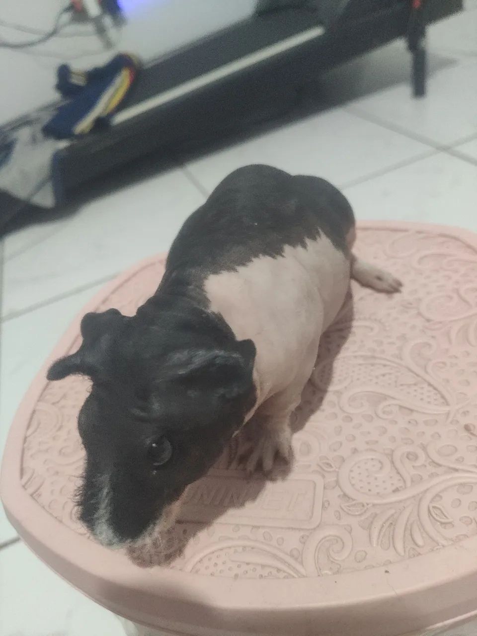 Porquinho da índia ( sem pêlos ) - Foto 5