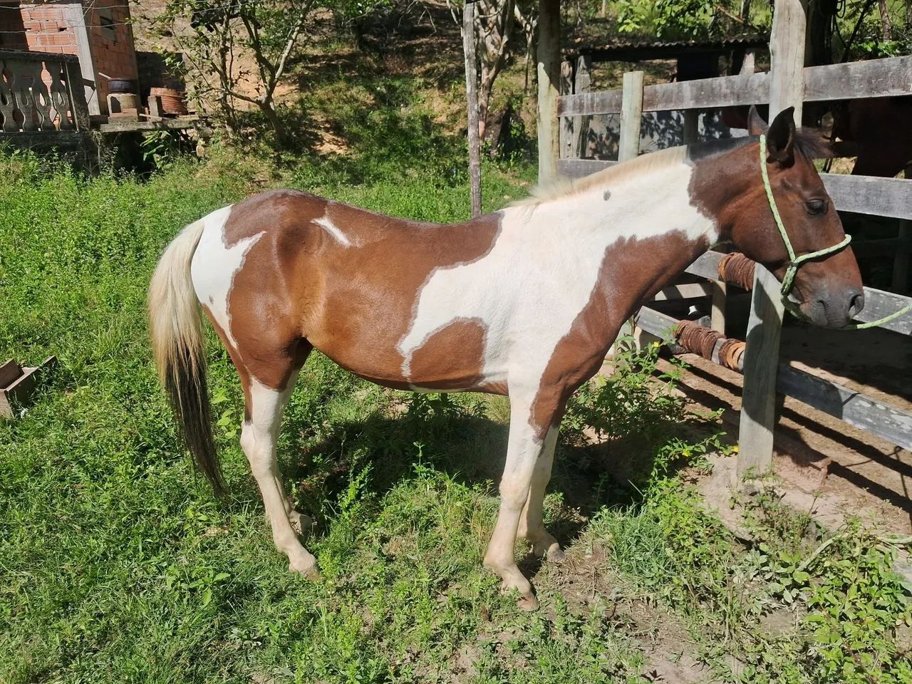 Potro Paint Horse - 6 ano - Foto 4