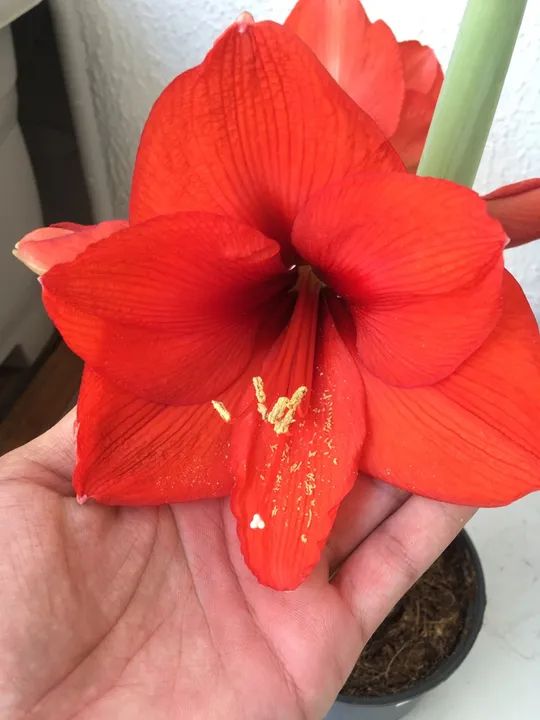  Amaryllis Ollaf  - Foto 2