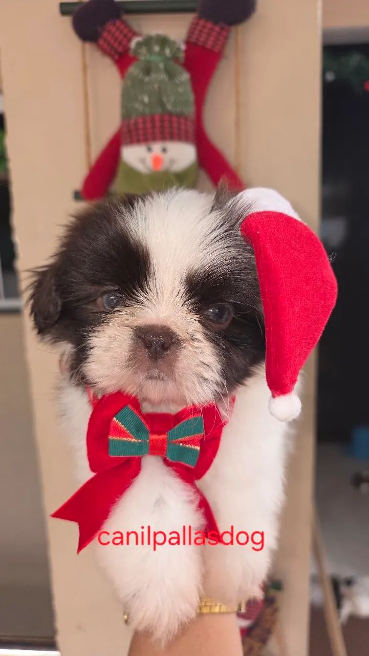 Shih tzu disponível para entrega . - Foto 4