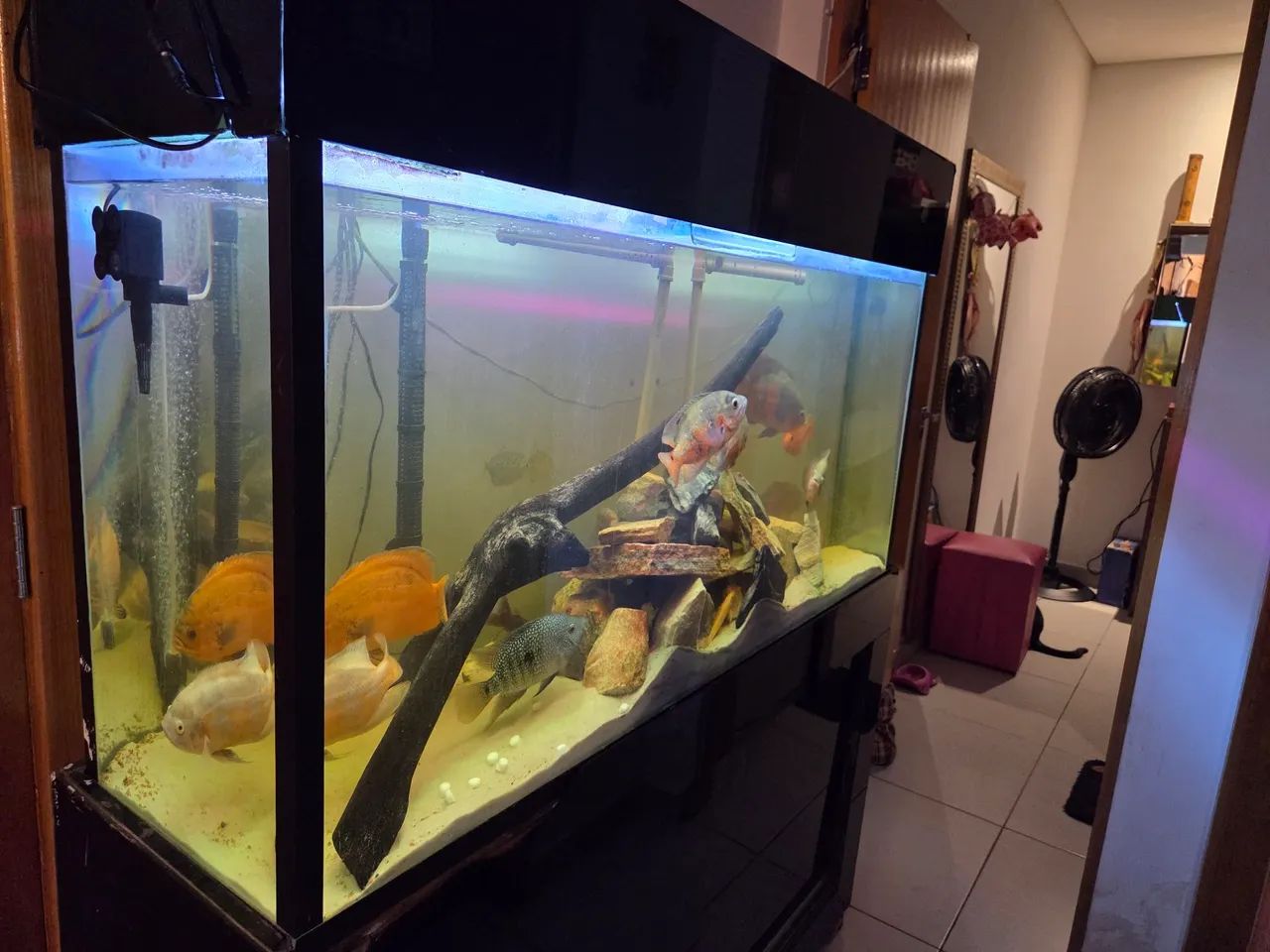 Aquário completo, com móvel  - Foto 2