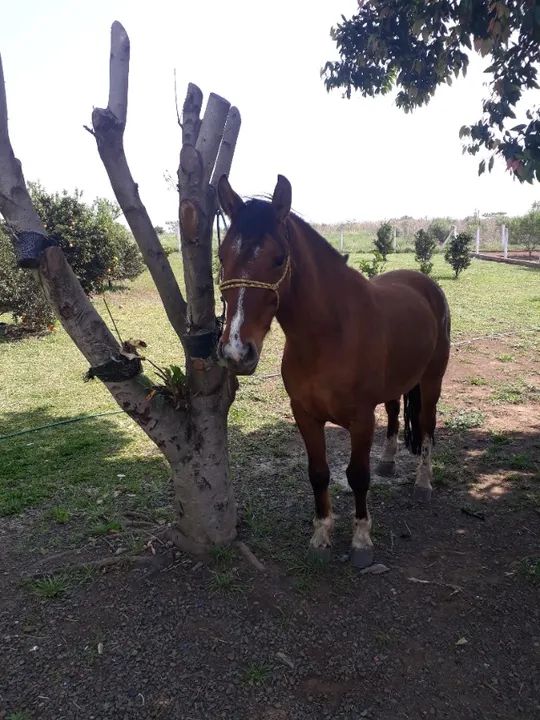 Vendo cavalo crioulo  - Foto 3