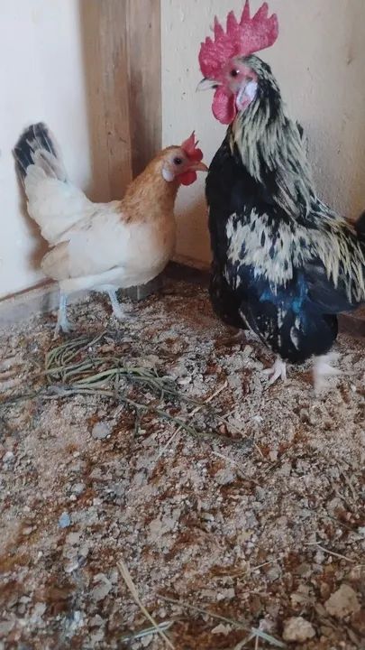 Ovos galados  - Foto 3