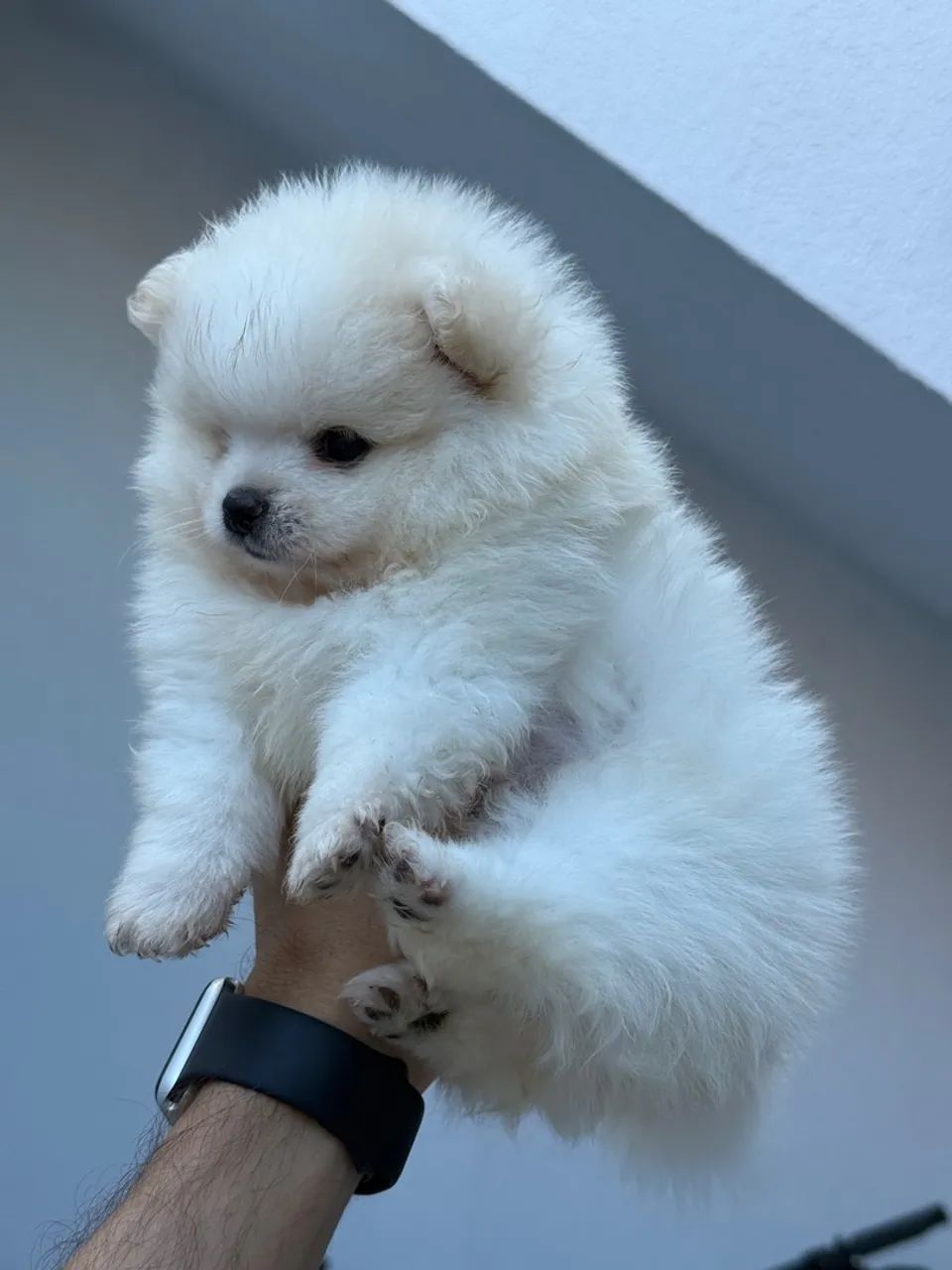 Filhotes Spitz Alemão - Uma fofura irresistível! - Foto 3