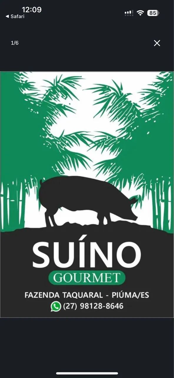 Porco / leitão/ suíno 