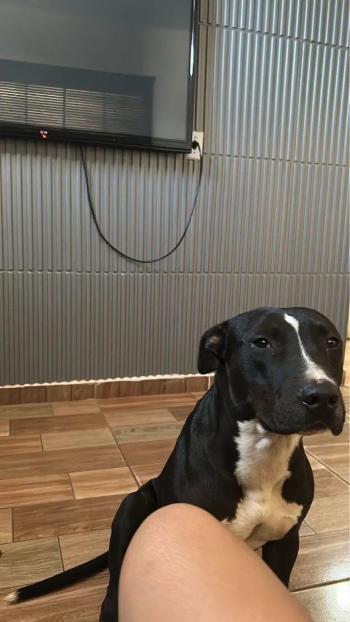 Pitbull Noah lindo para adoção