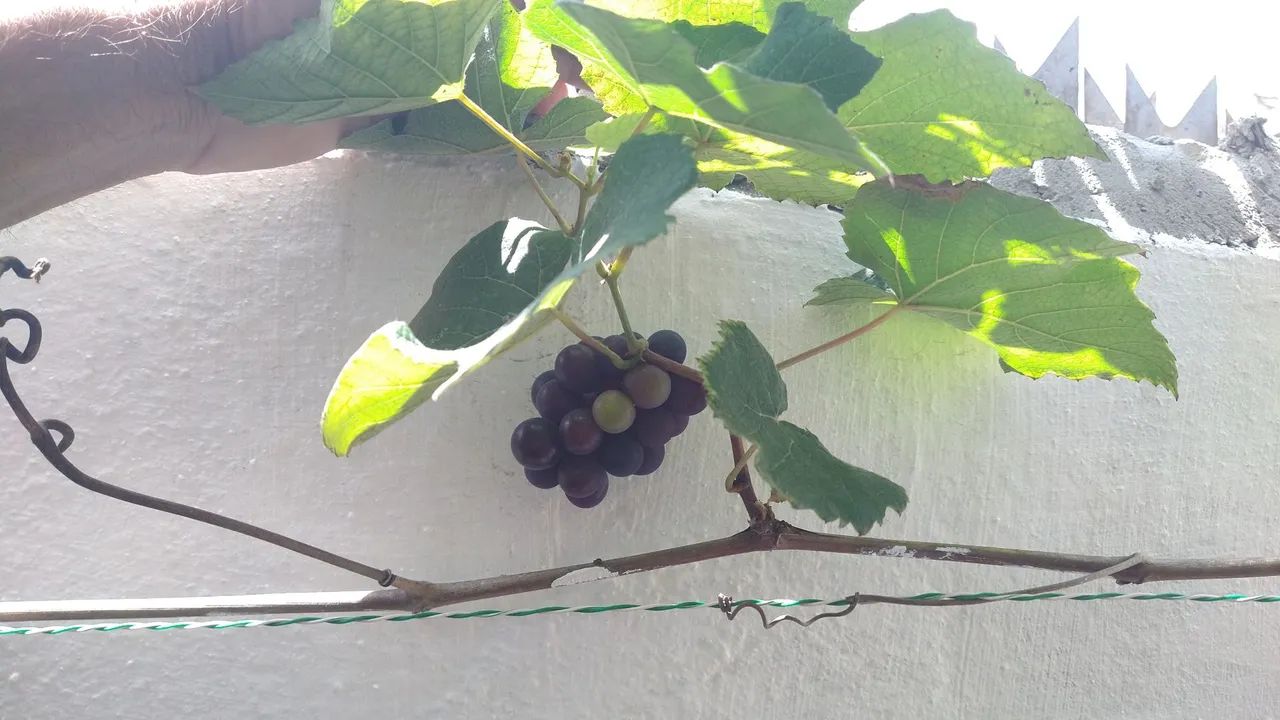 Muda de uva 