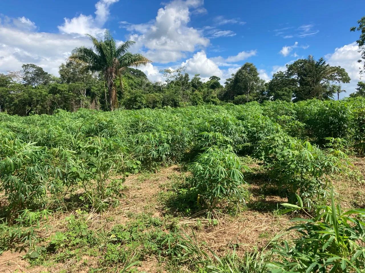 Chácara em Senador Guiomard-Acre