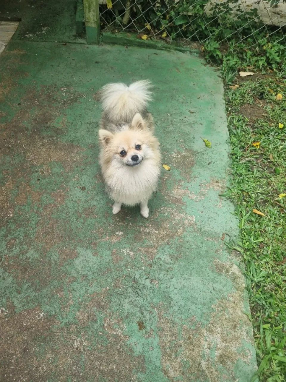Spitz Alemão fêmea 9 meses
