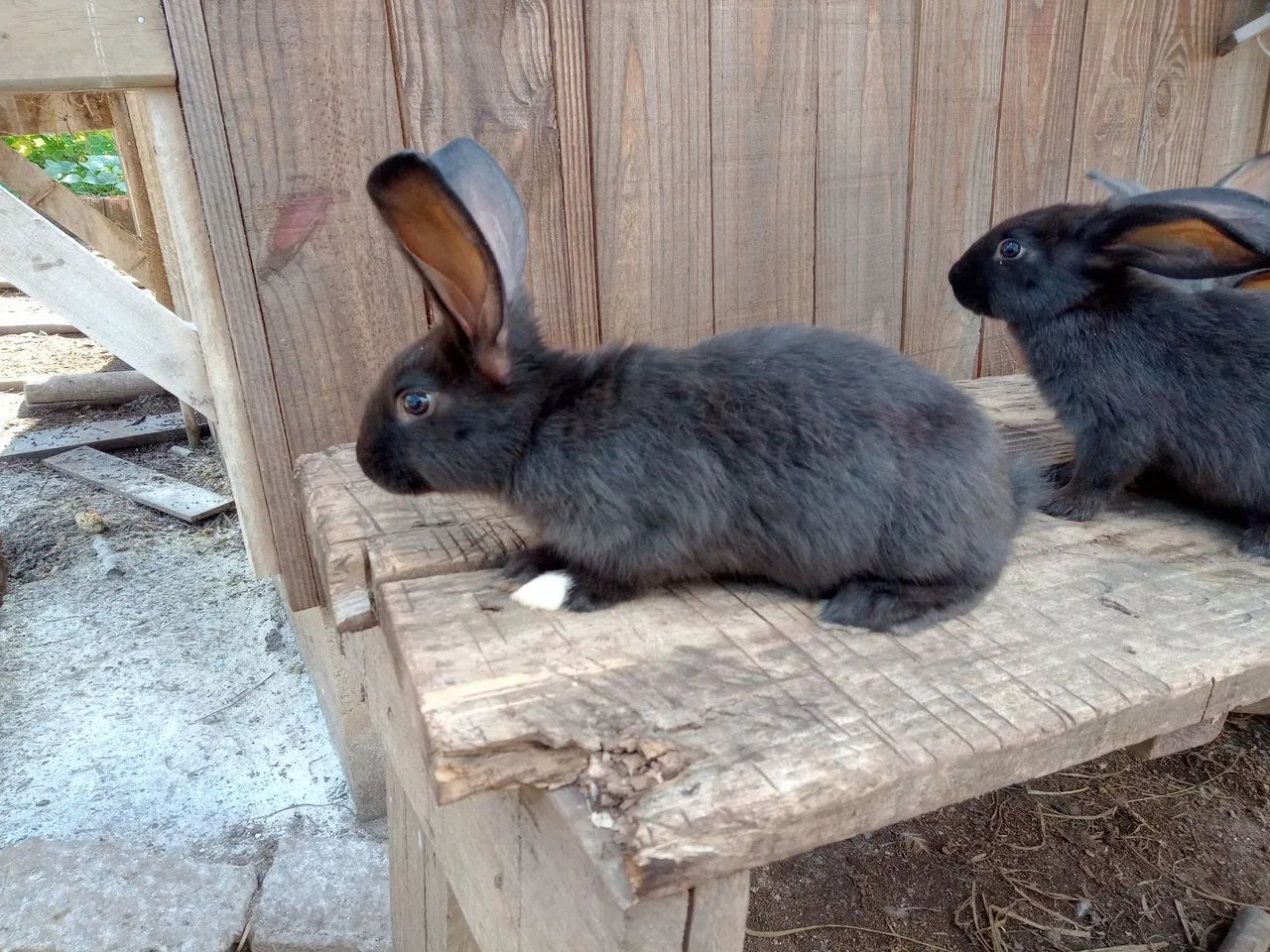 Filhotes Coelho Gigante  - Foto 5