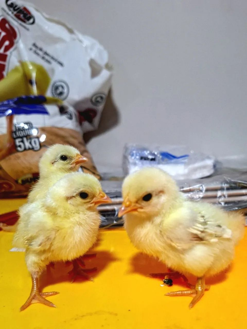 Pintinhos de serama da malásia  - Foto 3
