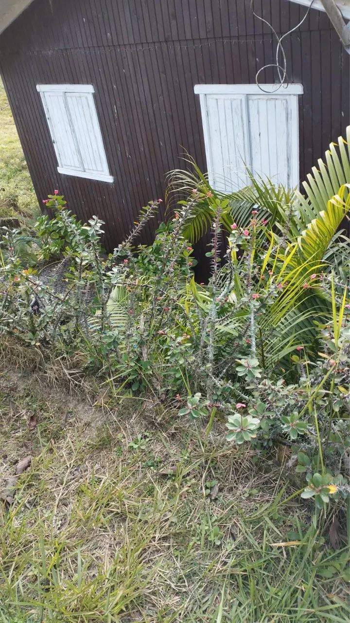 Foto - Paulo Lopes - Penha