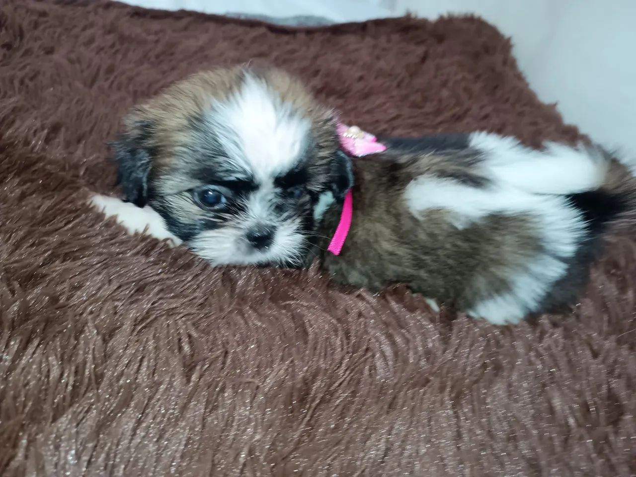 Feminha shih Tzu  - Foto 4