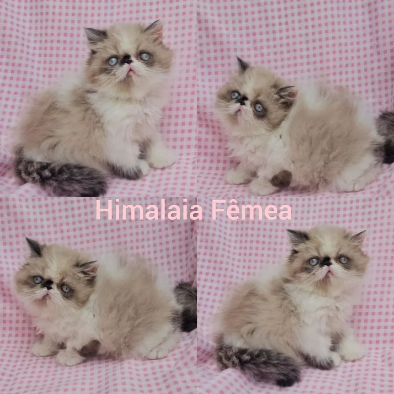 Persas, Exóticos e Himalaios Filhotes - Gatil BSB Cat - Foto 3