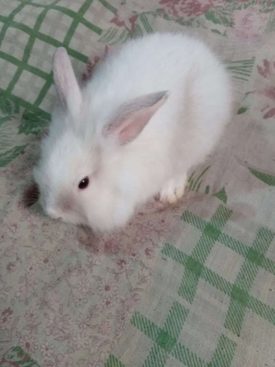 Animais de estimação