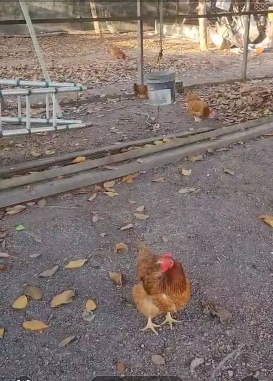 Galinha caipira 