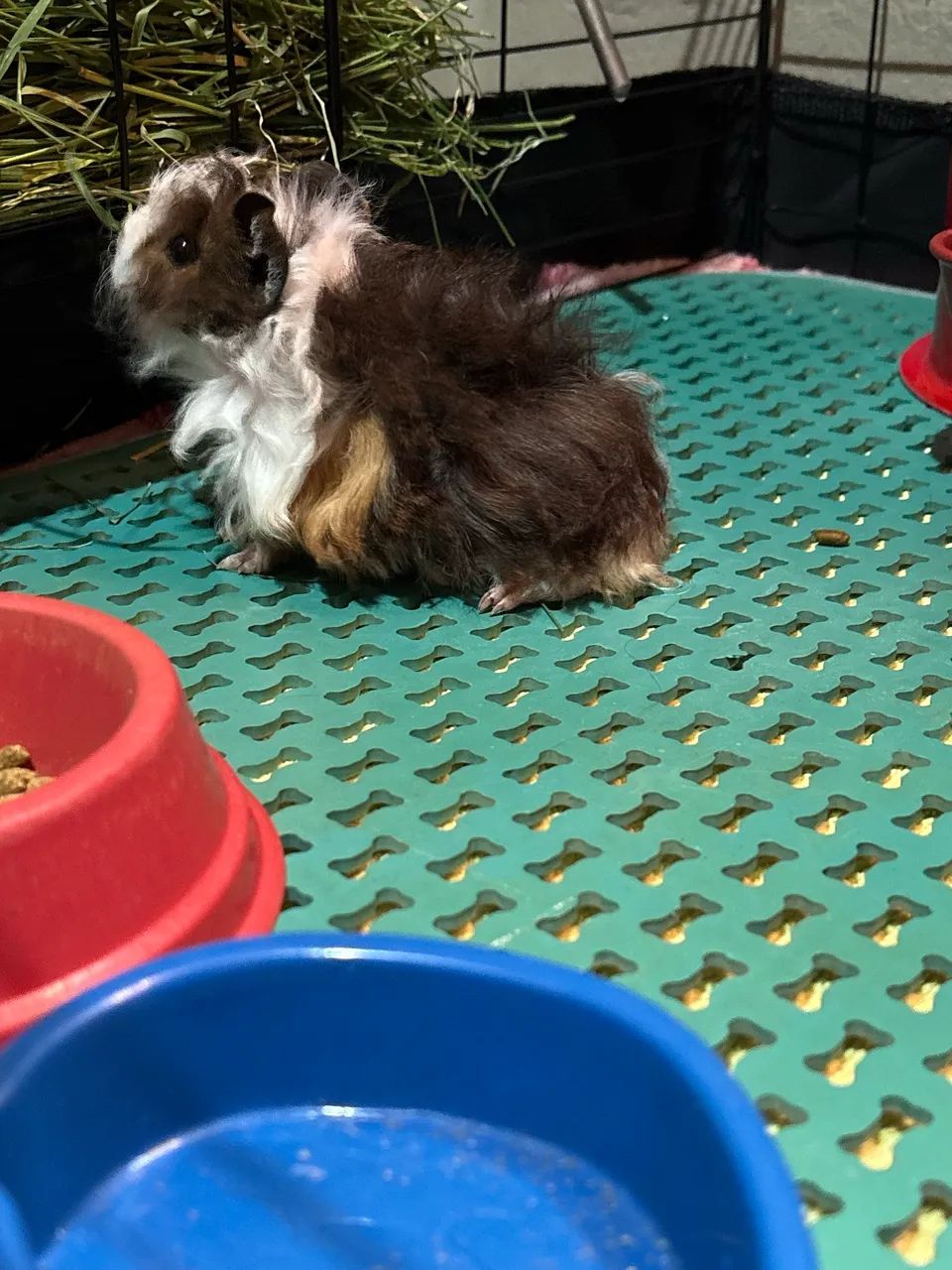 2 Porquinhas da Índia com Cercado 
