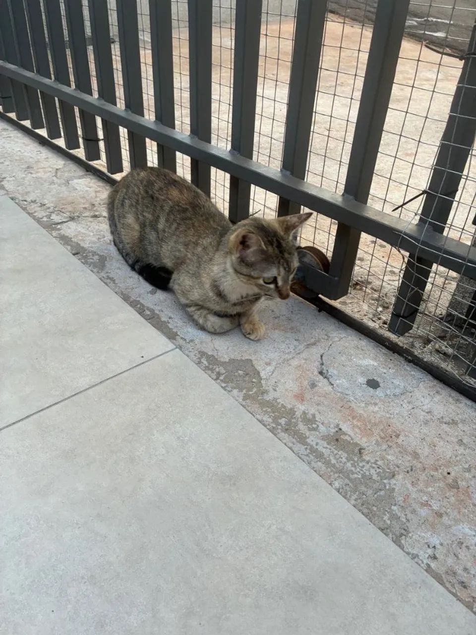 Doa-se gato fêmea tigrado - Foto 3